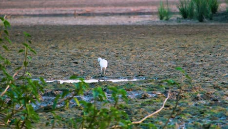 Einsamer-Weißer-Reihervogel-Im-Feuchtgebiet-Mit-Grünen-Algen