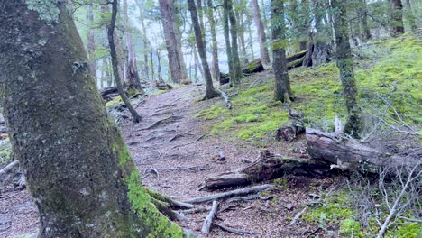 Steady camera moves through lush, mossy forest trail with tree roots and soft daylight