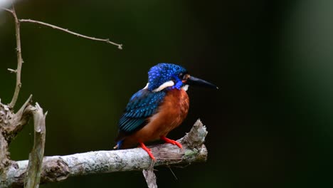 el martín pescador de orejas azules es un pequeño martín pescador que se encuentra en tailandia y es buscado por los fotógrafos de aves debido a sus hermosas orejas azules, ya que también es un pájaro lindo para observar