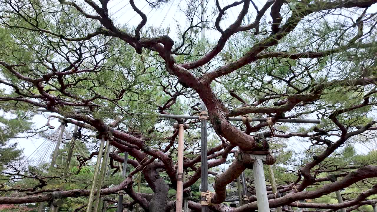 Traditional yukitsuri supports protecting pine tree branches from heavy snow during winter season in Kenrokuen Garden, Kanazawa, Japan