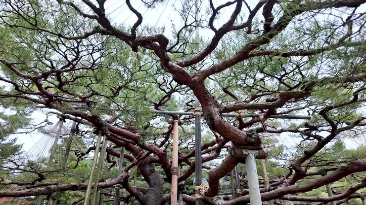 Traditional yukitsuri supports protecting pine tree branches from heavy snow during winter season in Kenrokuen Garden, Kanazawa, Japan