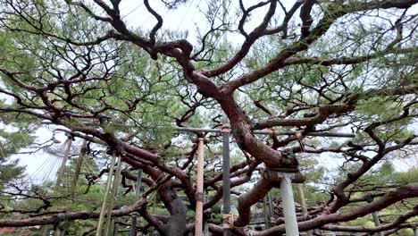 Traditional yukitsuri supports protecting pine tree branches from heavy snow during winter season in Kenrokuen Garden, Kanazawa, Japan