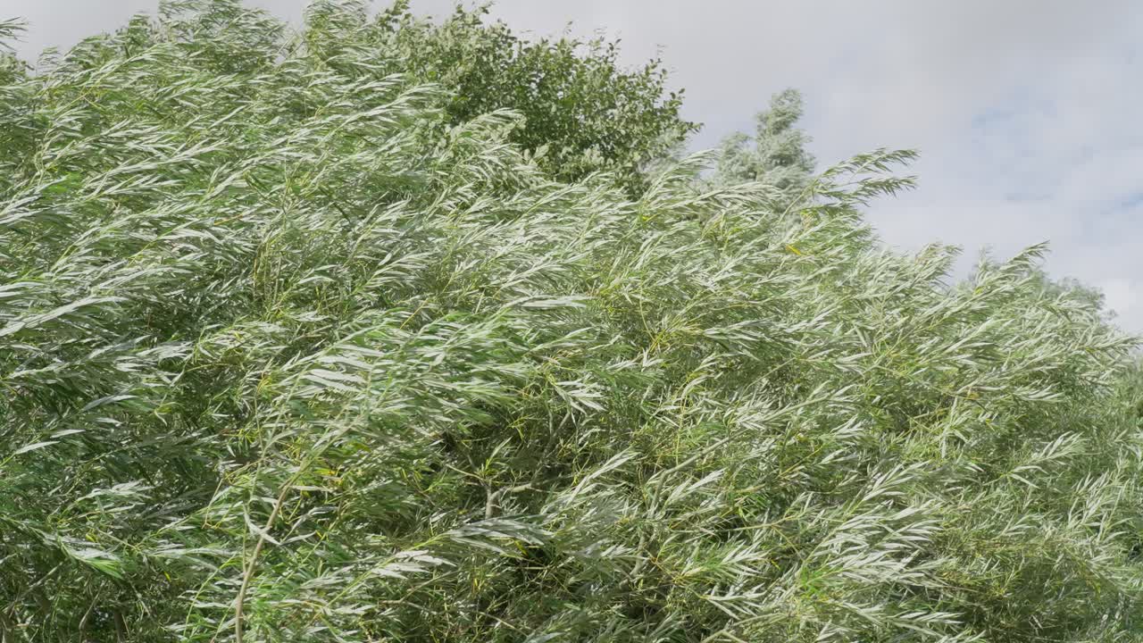 высокая трава, развевающаяся на сильном ветру в солнечный летний день