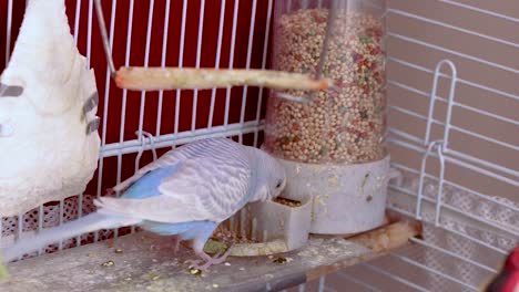 the cutest light blue budgie quietly eating from the seed dispenser inside the cage