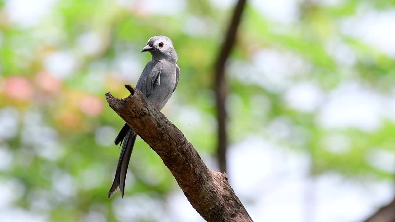 el drongo ceniciento es un migrante regular asustadizo a tailandia en el que le gusta posarse en lo alto de las ramas, que pueden estar lejos del alcance de humanos o animales, fácil de despegar y capturar insectos