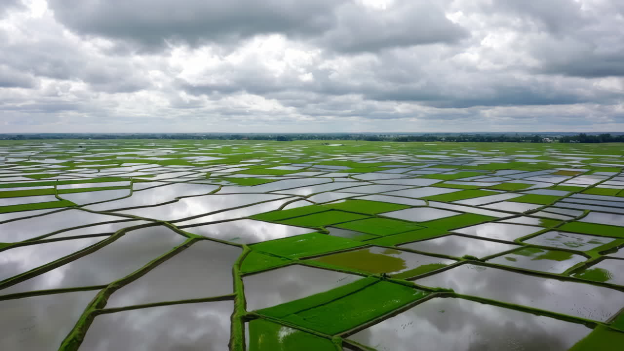 vista aérea de los arrozales