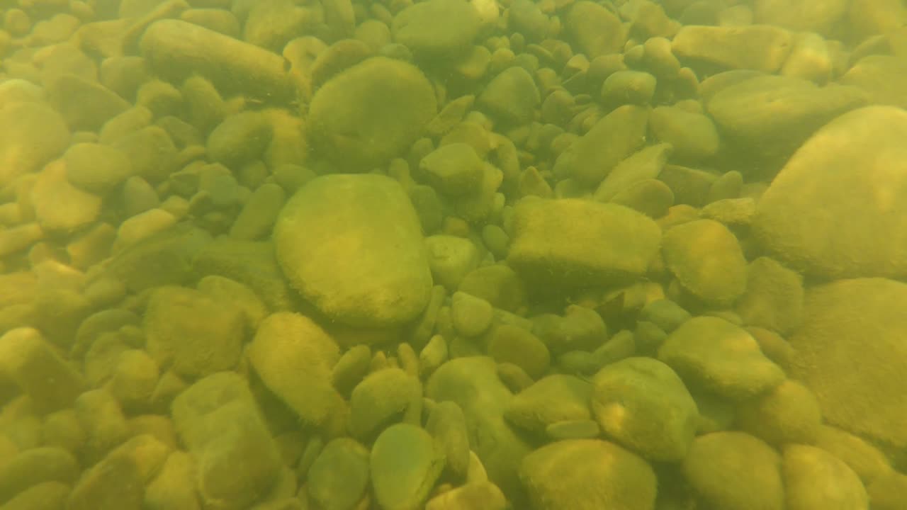 Il mondo sottomarino nel fiume. Riprese subacquee del fiume di montagna.