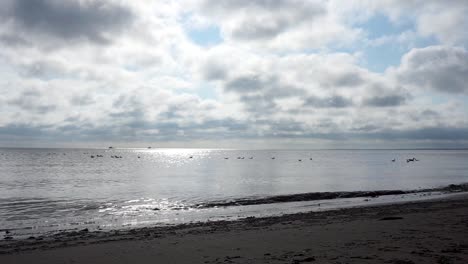 Seagulls-Floating-on-the-Water-with-Boats-in-the-Distance