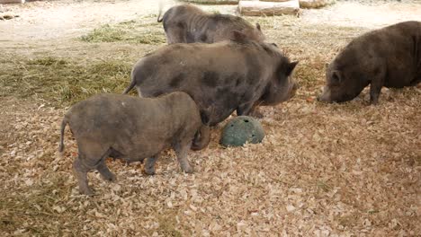 Wild-pig-in-a-puddle-at-singapore-zoo-,