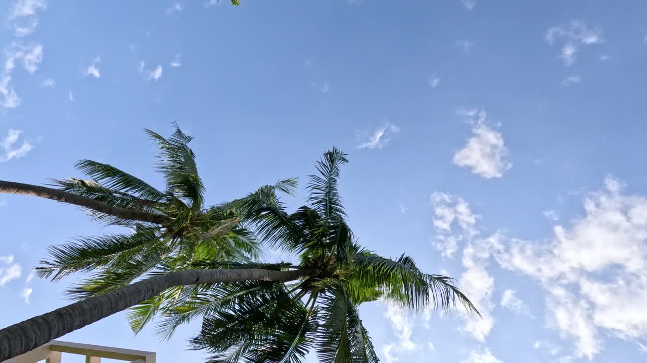 드론이 열대 나무를 가로질러 기동합니다.