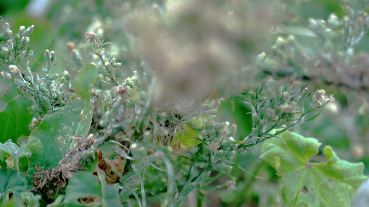 Static shot of a plant