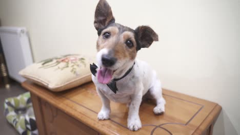 Beautiful-small-sized-dog-with-a-bow-tie-staring-at-the-camera