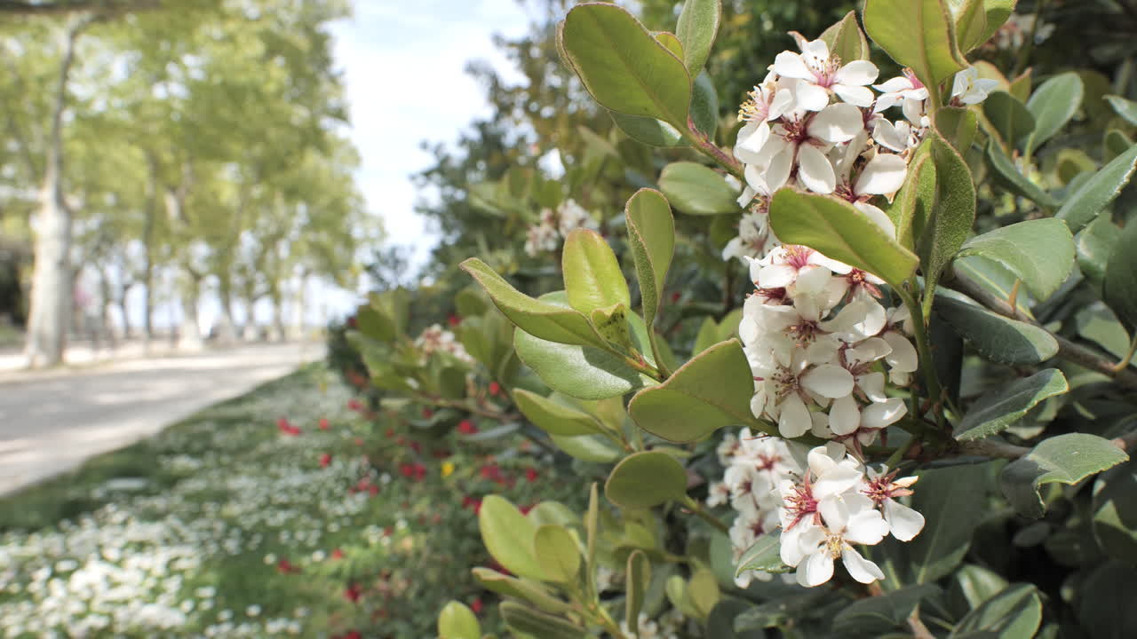 몽펠리에 공립 정원에서 봄에 꽃이 피는  꽃과 식물