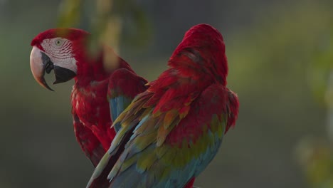 radiant green-winged macaw pair displaying courtship on a branch, bathed in peru’s magical rainforest light.