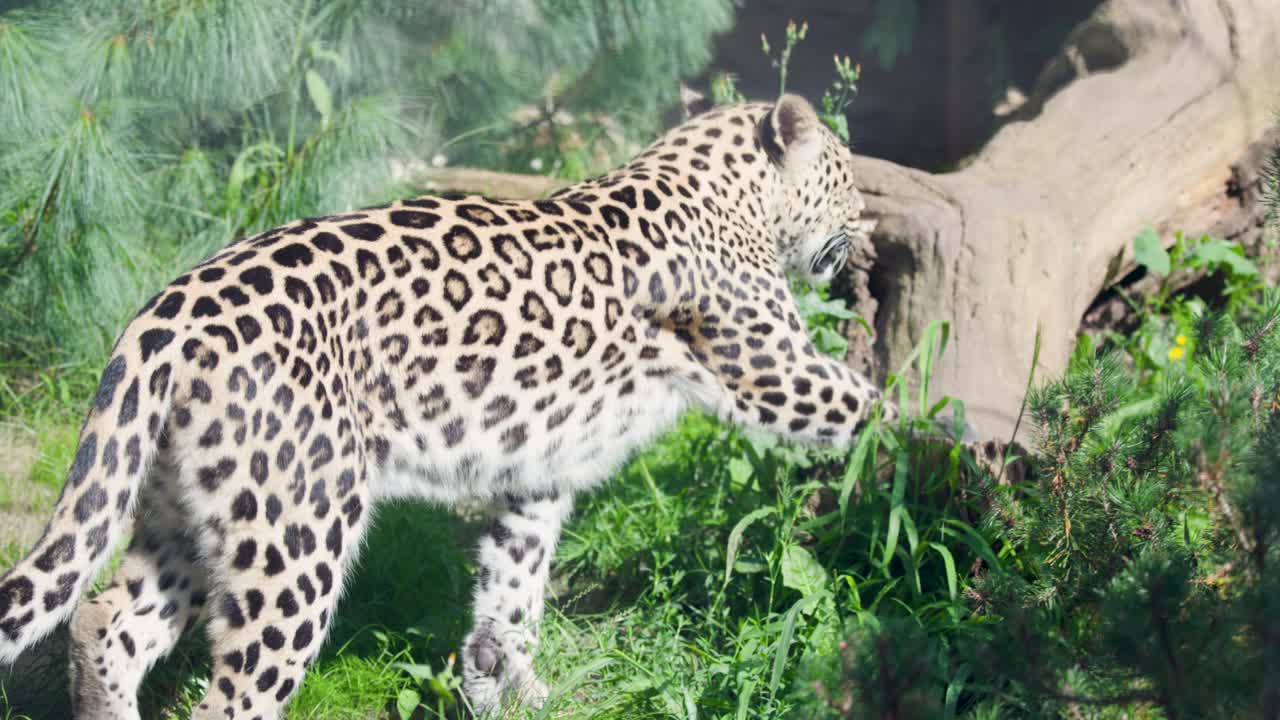 Leopard paces in grassy, sunlit zoo enclosure with natural foliage, dappled light, and steady camera