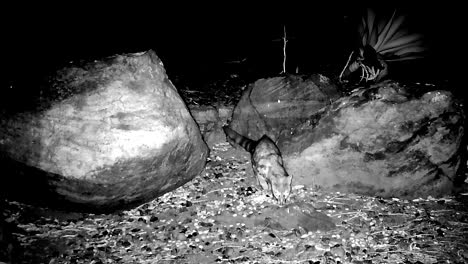 night camera trap shows large-spotted genet standing on two legs