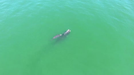 Vista-Aérea-Over-A-North-Atlantic-Right-Whale-Mother-And-Calf-Swimming-With-Bottlenose-Dolphins-3