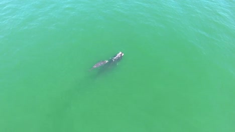 antena sobre una ballena franca del atlántico norte madre y cría nadando con delfines nariz de botella 3