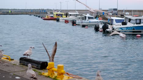 gulls flying over boats in a marina at dawn or dusk