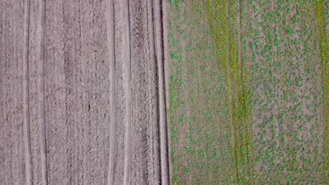 aerial birdseye view of unprocessed and processed cereal field in overcast spring day, farming agriculture and food production, wide angle drone shot moving to the right