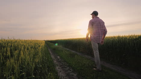 purposeful male farmer goes on the road between the fields of wheat at sunset people in agribusiness