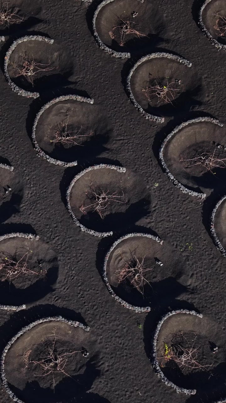 Vineyards grow in volcanic soil in Lanzarote Spain under the sun