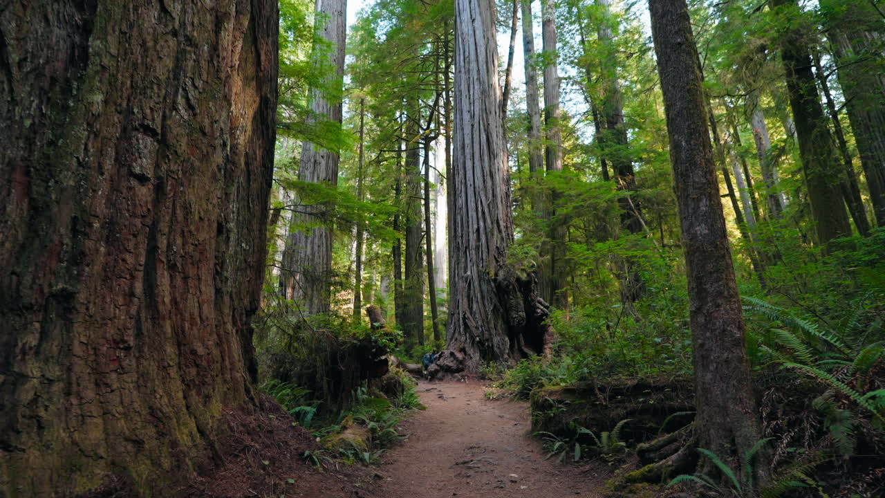 Exploring the beauty of the redwood forest towering trees and tranquility