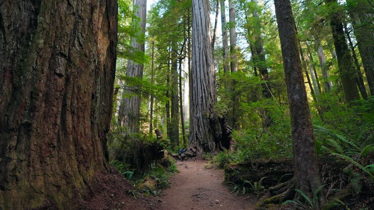 Exploring the beauty of the redwood forest towering trees and tranquility