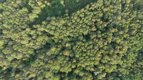 über-Weite-Wälder-Und-Leere-Felder-Fliegen-10