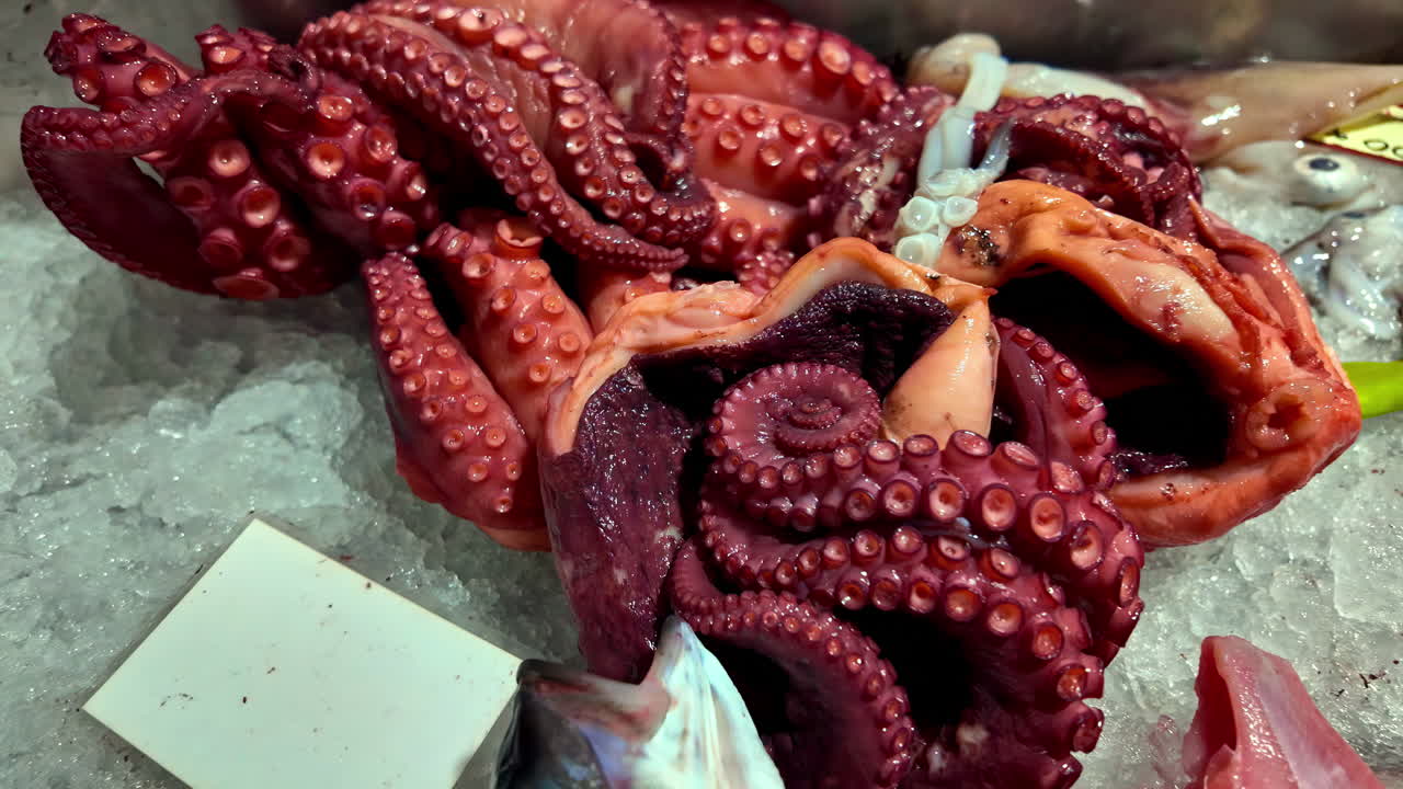 Fish, Squid, and Octopus Resting on a Bed of Dry Ice - Zoom In Shot