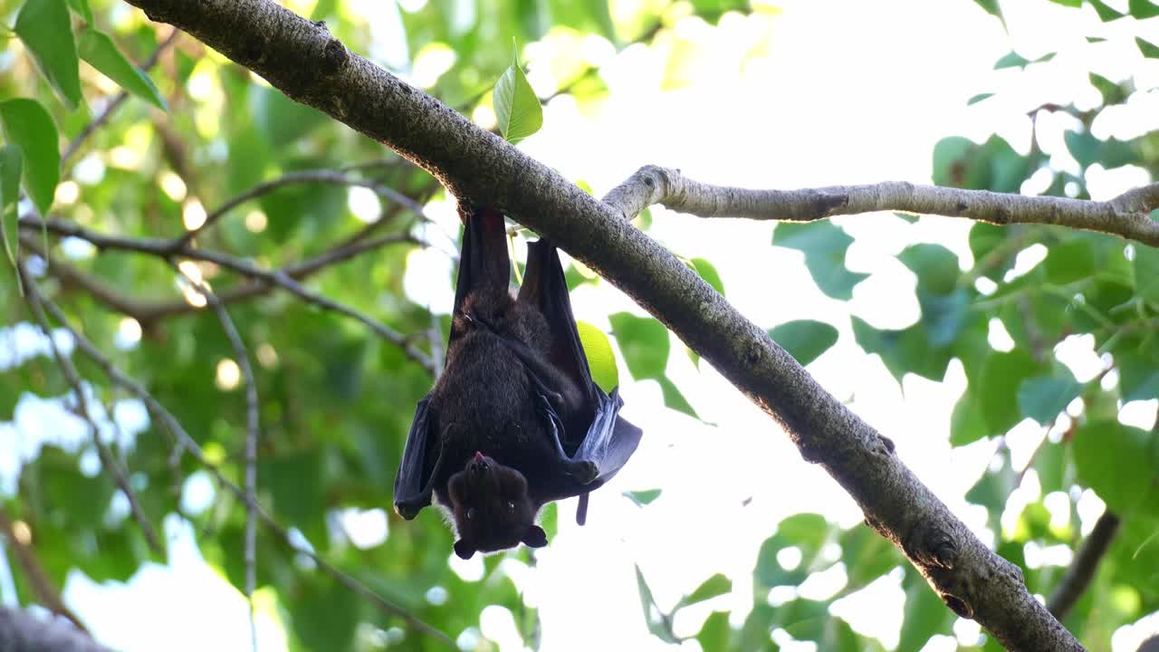 Un pipistrello della frutta australiano appeso a testa in giù a un ramo di un albero tra la vegetazione lussureggiante, che mastica polpa di frutta