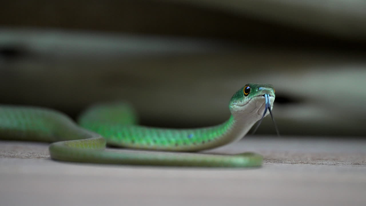 Green snake hisses and slithers on the concrete floor of a house