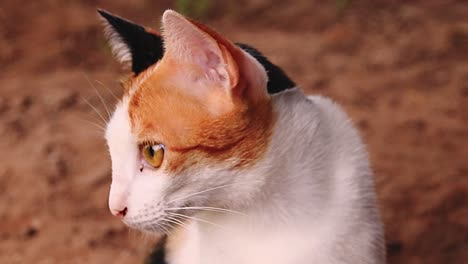 Primer-Plano-De-Un-Lindo-Gatito-Calico-Girando-Para-Mirar-La-Cámara