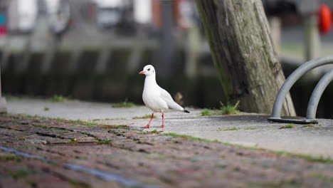 Gaviota-De-Pie-En-La-Calle-Mirando-A-Su-Alrededor