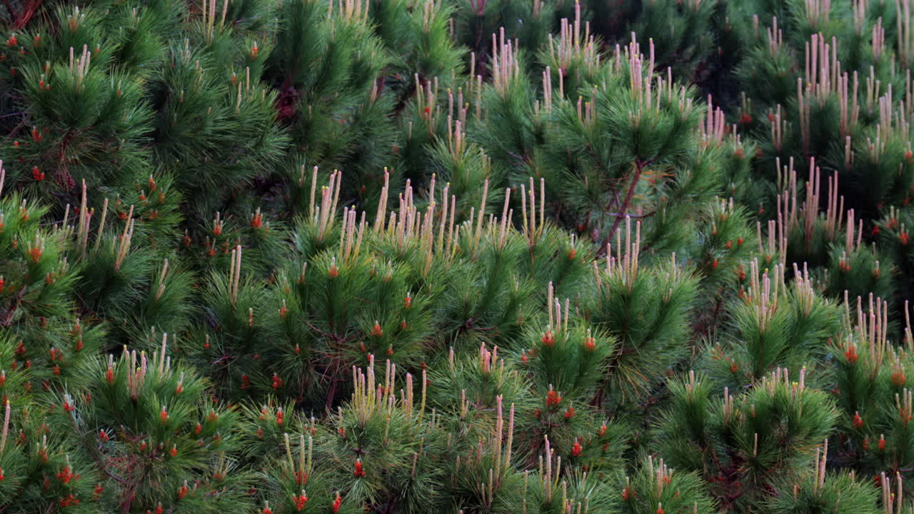 View of pine tees moving in the wind while raining