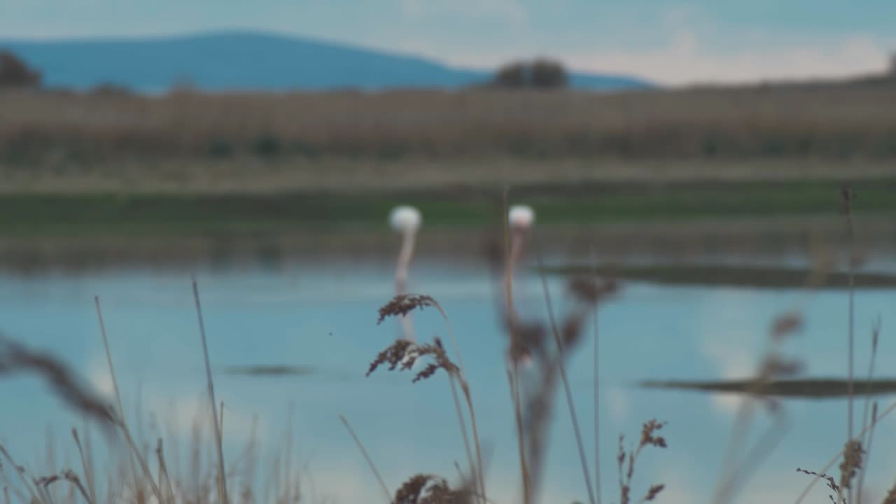 фламинго на болоте в поисках пищи