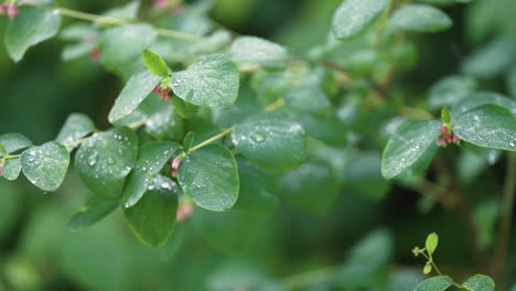 picturesque footage of green leaves covered with dew