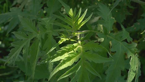 close up view of lush green leaves of a ambrosia peruviana