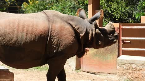 a large old rhino with a small tusk in an enclosure