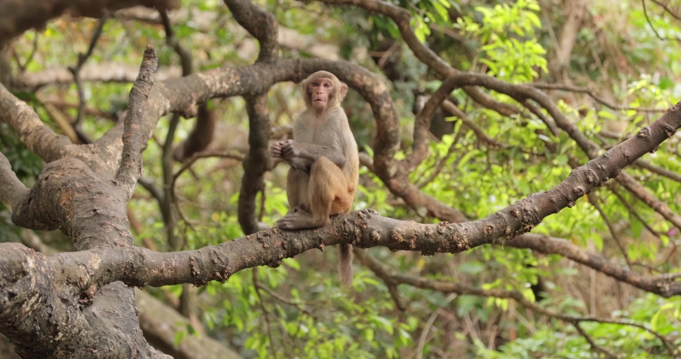 Macaques dans la nature. Les macaques constituent un genre (Macaca) de singes grégaires. On les trouve dans une variété d'habitats à travers le continent asiatique et ils sont très adaptables.