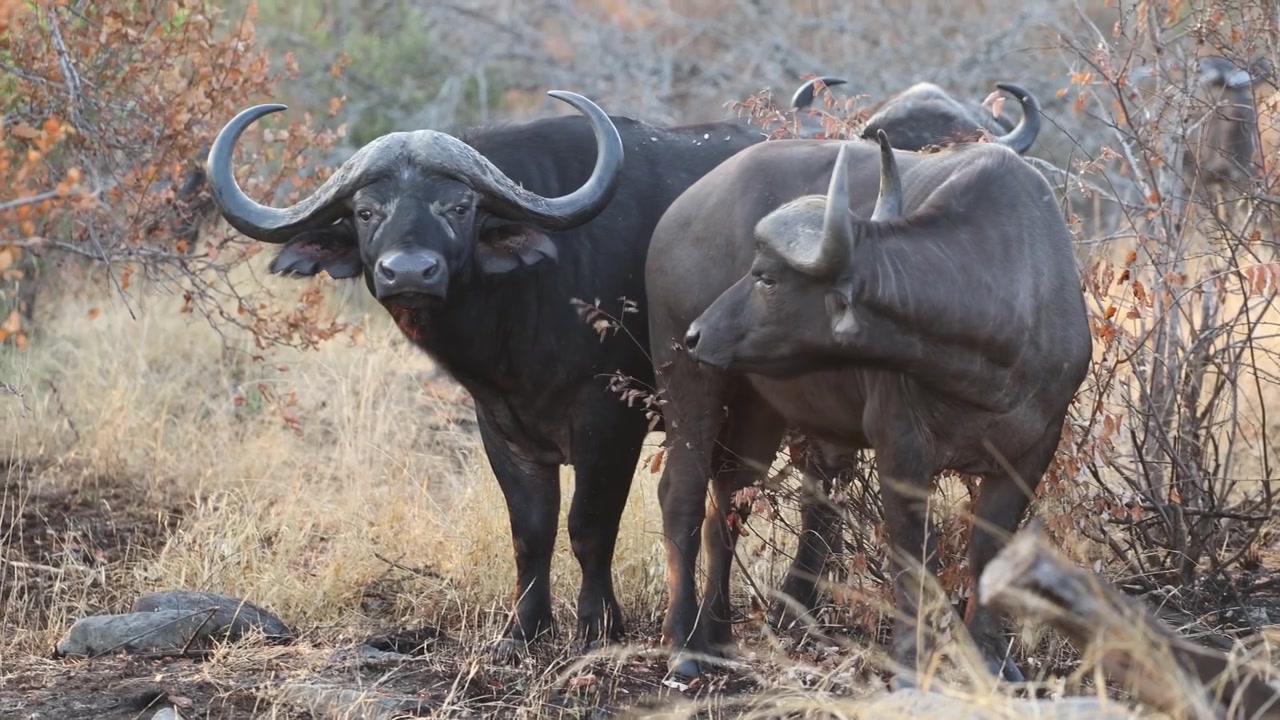 An African buffalo cow stands in the dry grassland of Kruger National Park, South Africa, when a powerful bull walks out and stops beside her, both animals looking alertly toward the camera.