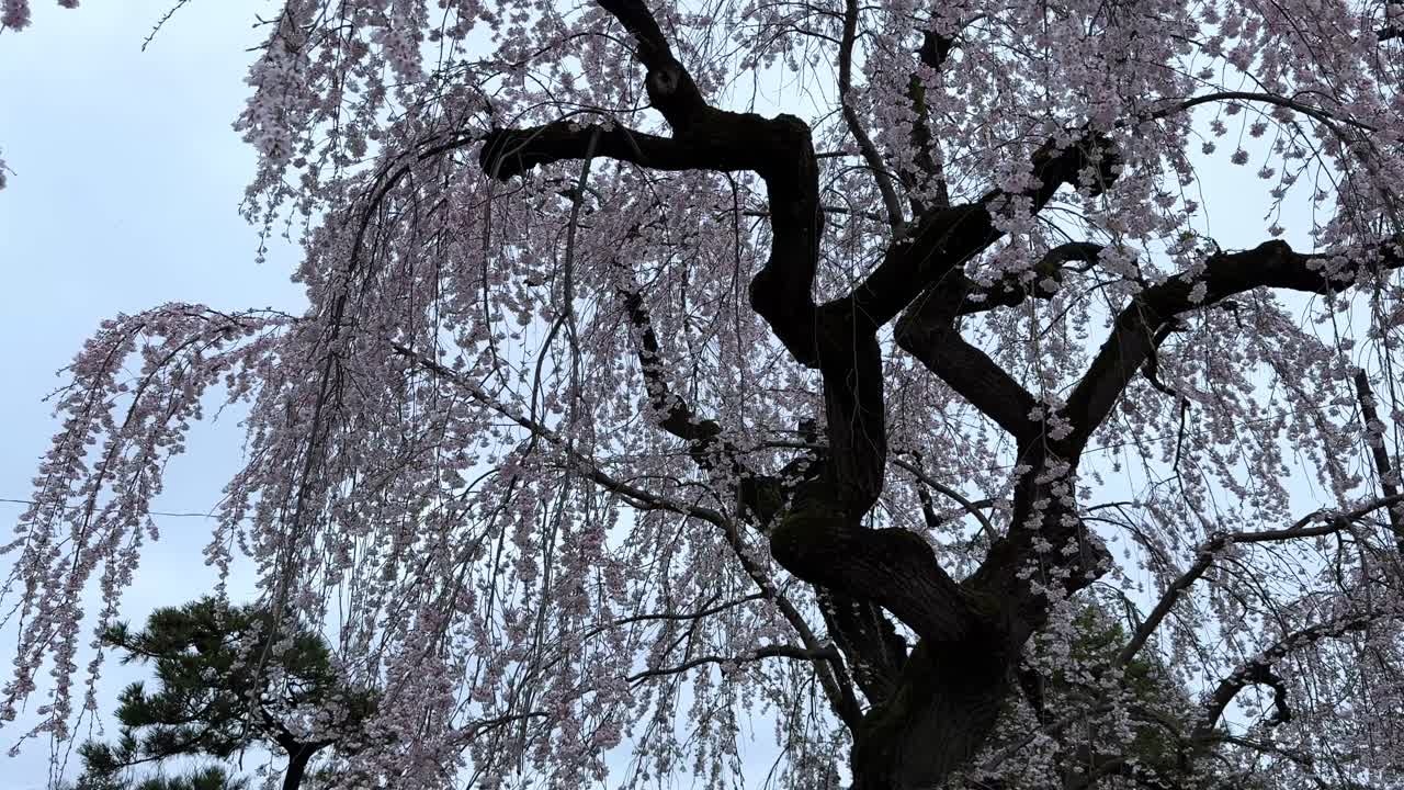 Cherry blossom season at Hirosaki Castle, showcasing a blooming pink weeping tree