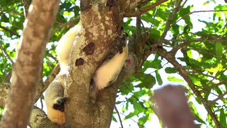 Australische-Geschützte-Art,-Schläfriger-Wilder-Koala,-Phascolarctos-Cinereus,-Der-Sich-Mit-Dem-Rückfuß-Am-Körper-Kratzt,-Während-Er-Mit-Geschlossenen-Augen-Bei-Tageslicht-Auf-Der-Gabel-Des-Baums-Schläft