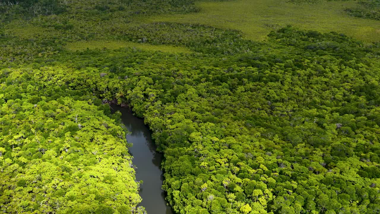 Drone glides above lush rainforest canopy, revealing winding river under bright natural daylight, smooth movement