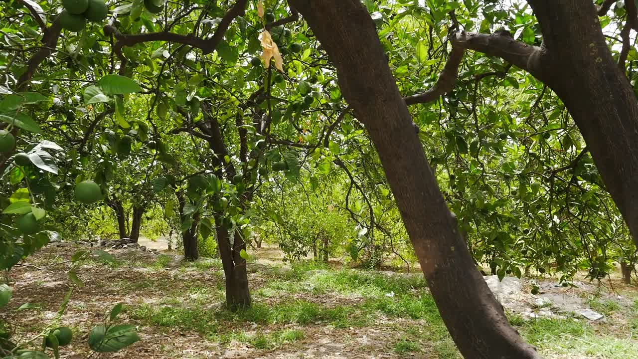 boschetto di limoni con frutti verdi
