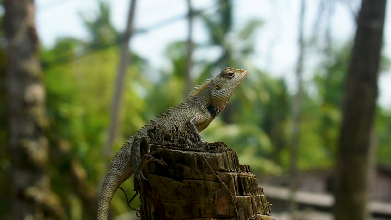 ящерица в тропической стране на срубленном дереве