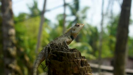 lizard in a tropical country on a cut down tree