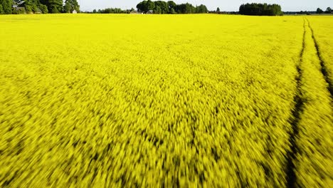 Vuelo-Aéreo-Sobre-El-Floreciente-Campo-De-Colza,-Volando-Sobre-Flores-Amarillas-De-Canola,-Paisaje-Idílico-De-Agricultores,-Hermoso-Fondo-Natural,-Disparo-De-Drones-Avanzando-Rápidamente