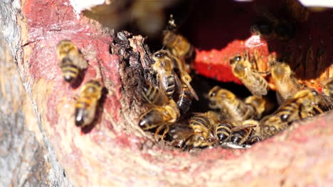 Un-Hogar-Hecho-Por-El-Hombre-Para-Las-Abejas-Melíferas