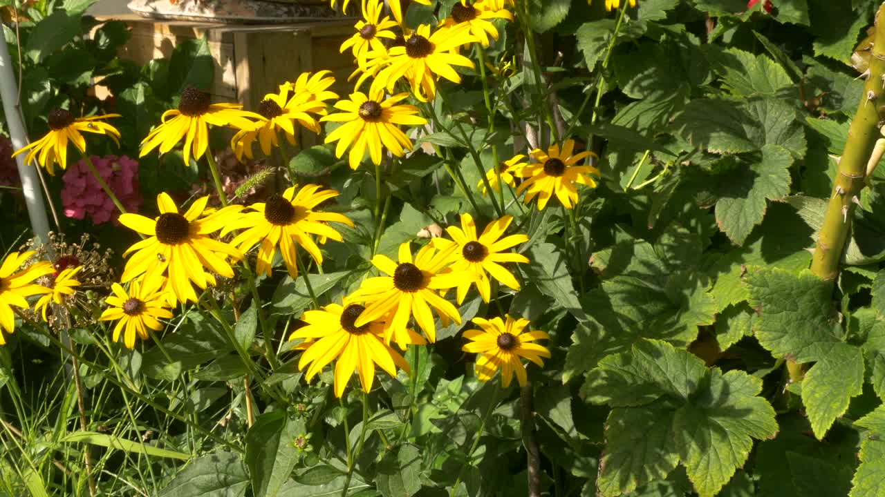 rudbeckia hirta 꽃 침대가 바람에 무게가 나고 있습니다.